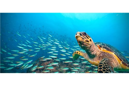 Slider Image Thumbnail