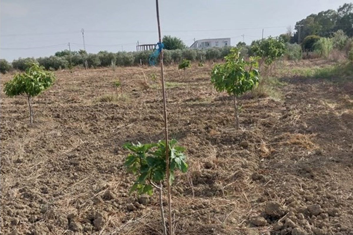 À vendre Terrain agricole à Sidi Thabet