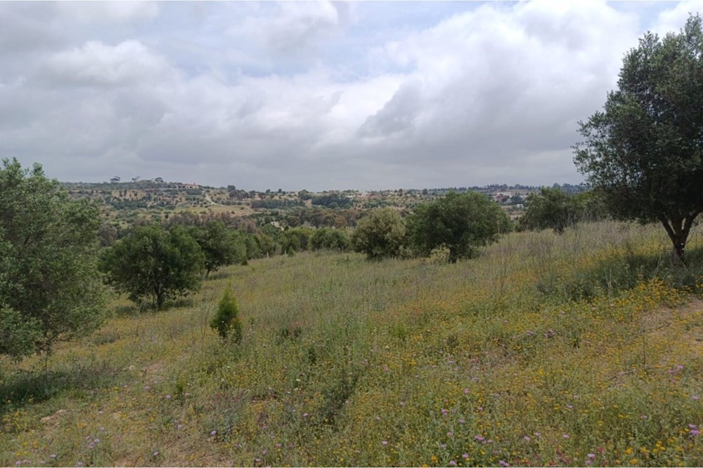 A Vendre Terrain à Oued Lassoued
