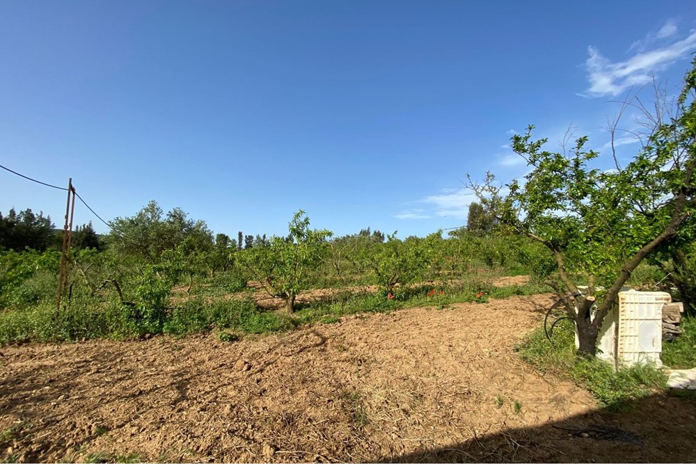 À vendre Terrain Agricole à Bizerte -EL ALIA