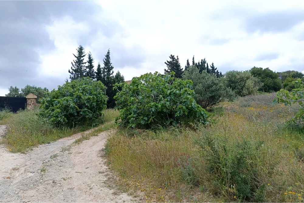 À Vendre Terrain à Hammamet _ Oued Lasooued