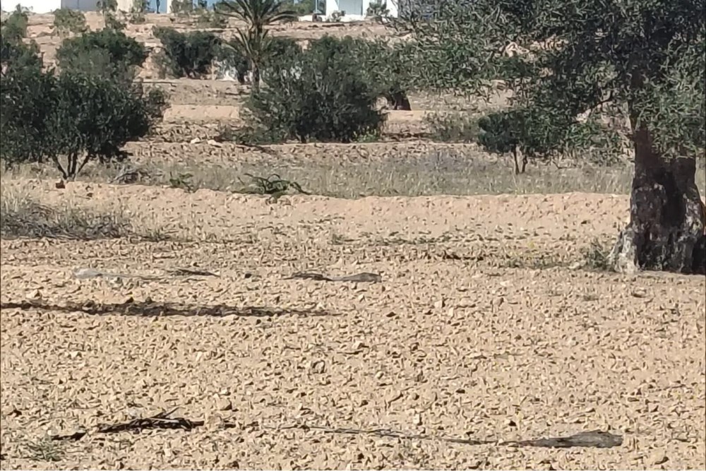 Terrain agricole à Djerba Ajim