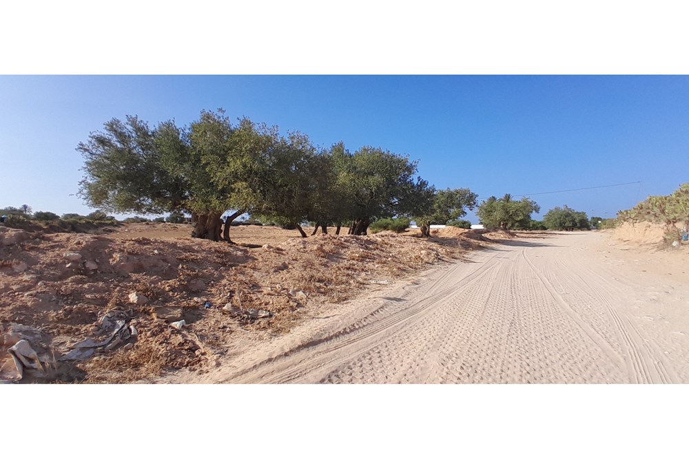 A vendre un terrain à Mezraya.