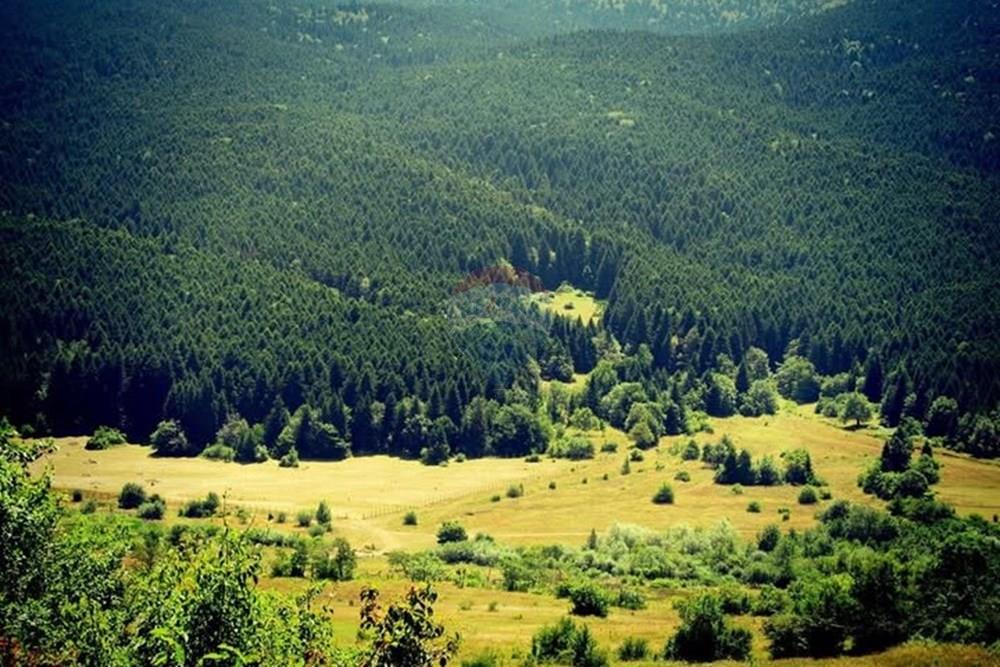 Investment Land in Ambrolauri