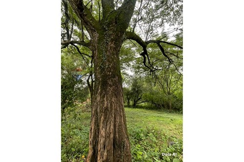 en venta en Limpio
