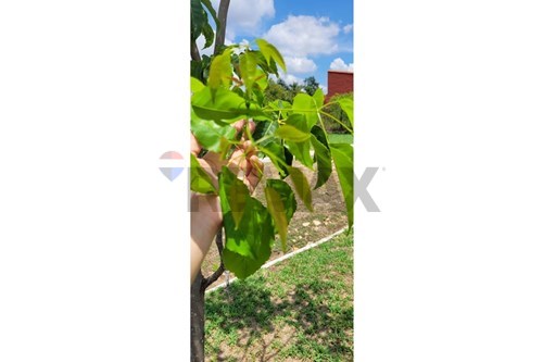en venta en Limpio