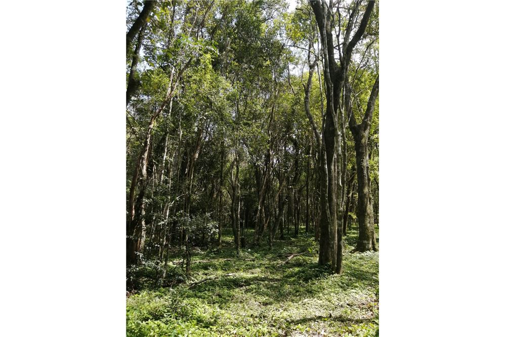 Terreno en venta en San Juan Del Paraná — foto 2