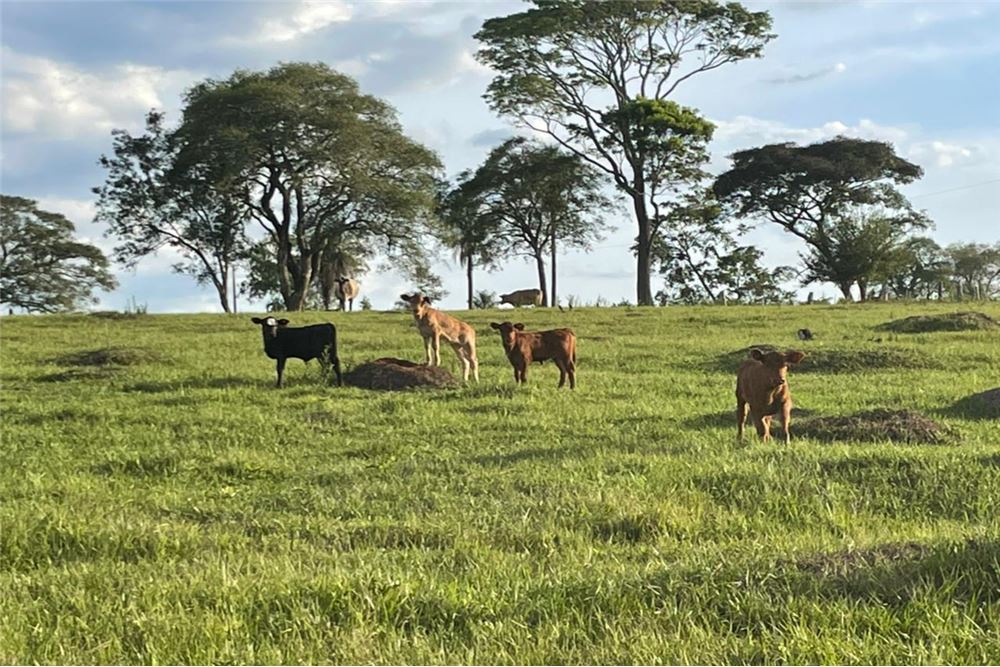 Campo en venta en Santísima Trinidad, Asunción — foto 3