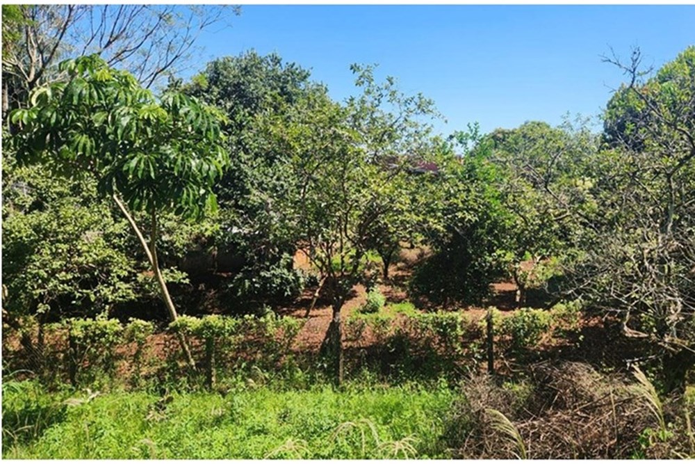 Terreno en venta en Hohenau — foto 2