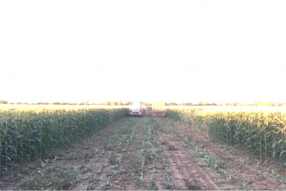 Campo en venta en Filadelfia — foto 3