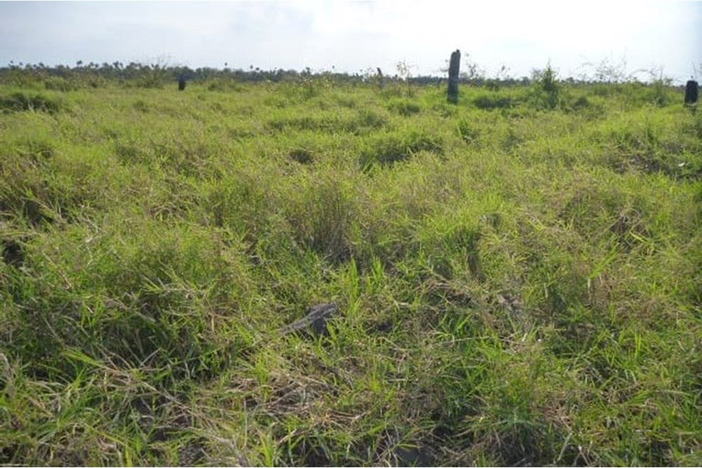Campo en venta en General José María Bruguéz — foto 3