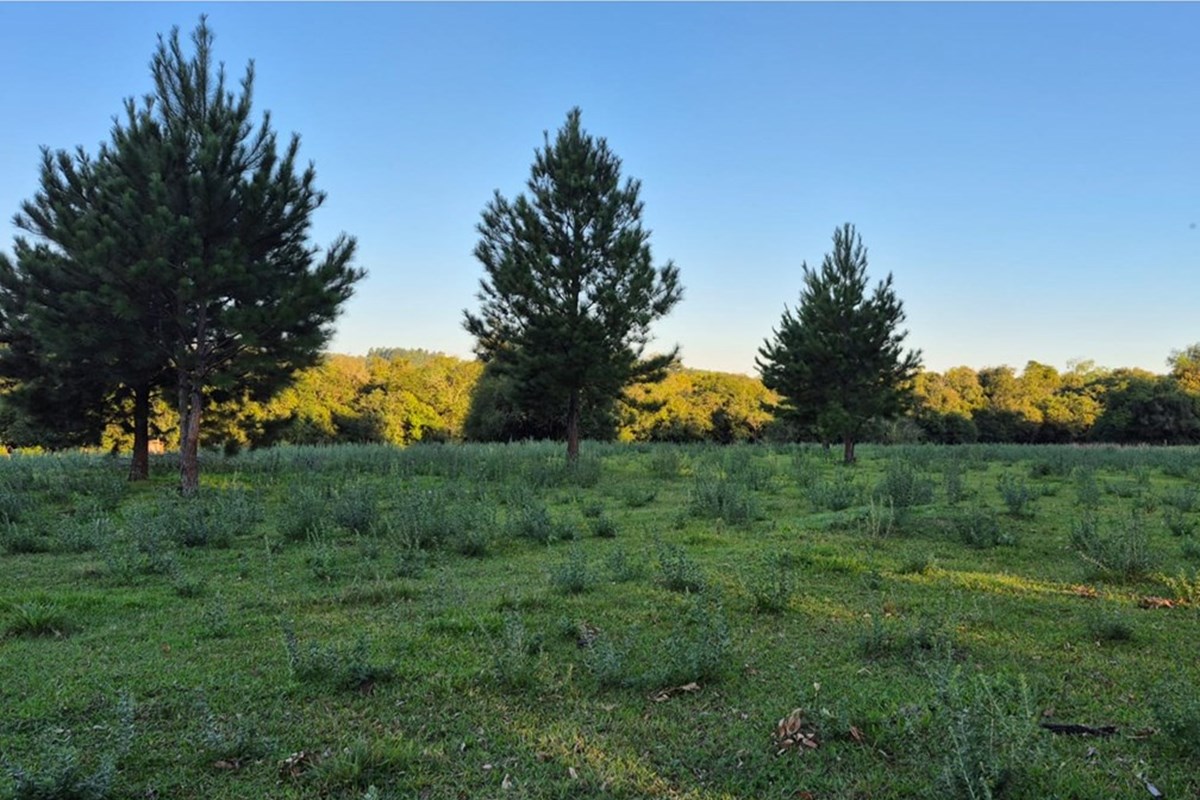 Terreno en venta en Encarnación — foto 3