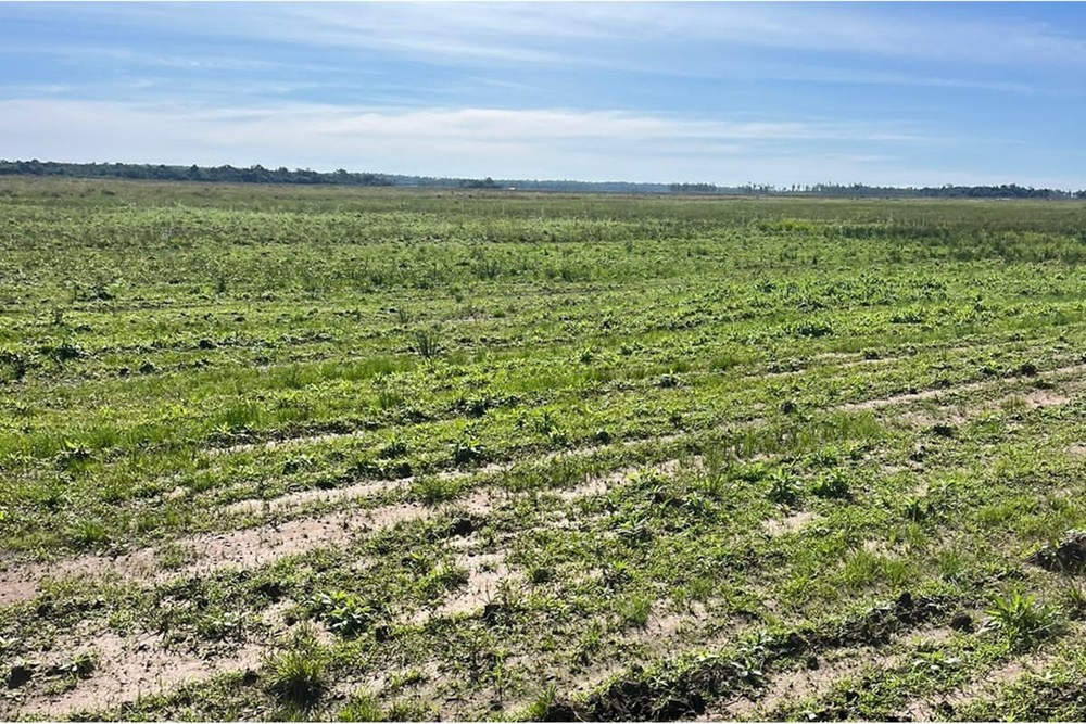 La propiedad cuenta con 170 hectáreas de tierra mixta arcillosa, ya mecanizadas, listas para sembrar, el resto de la par — foto 3