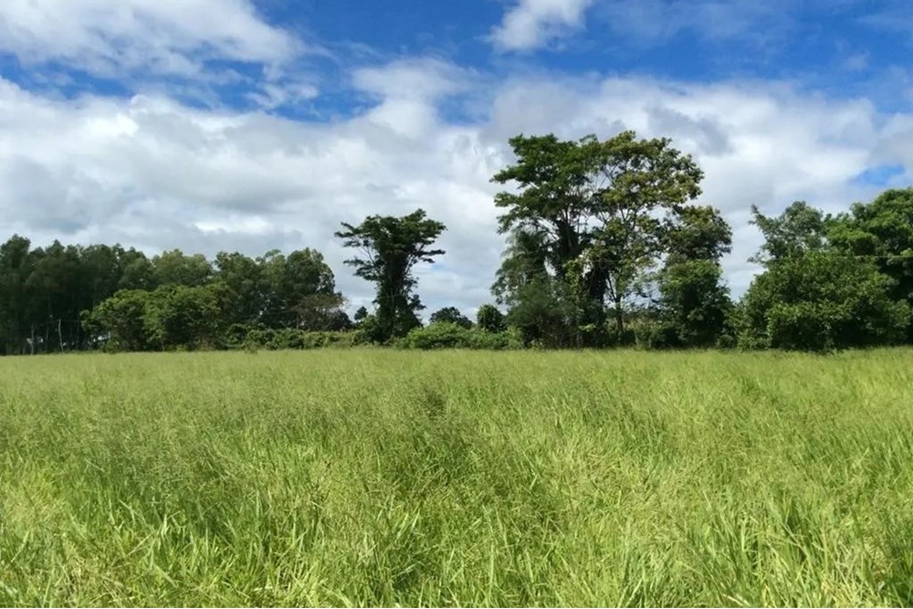 Terreno en venta en San Pedro — foto 3