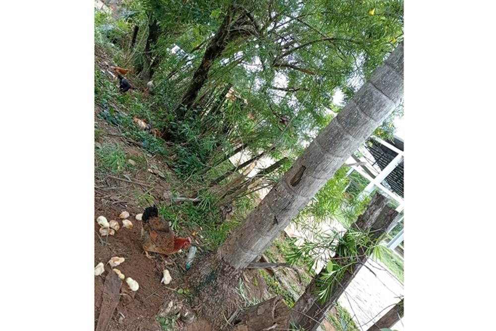 Terreno en venta en Belén — foto 2