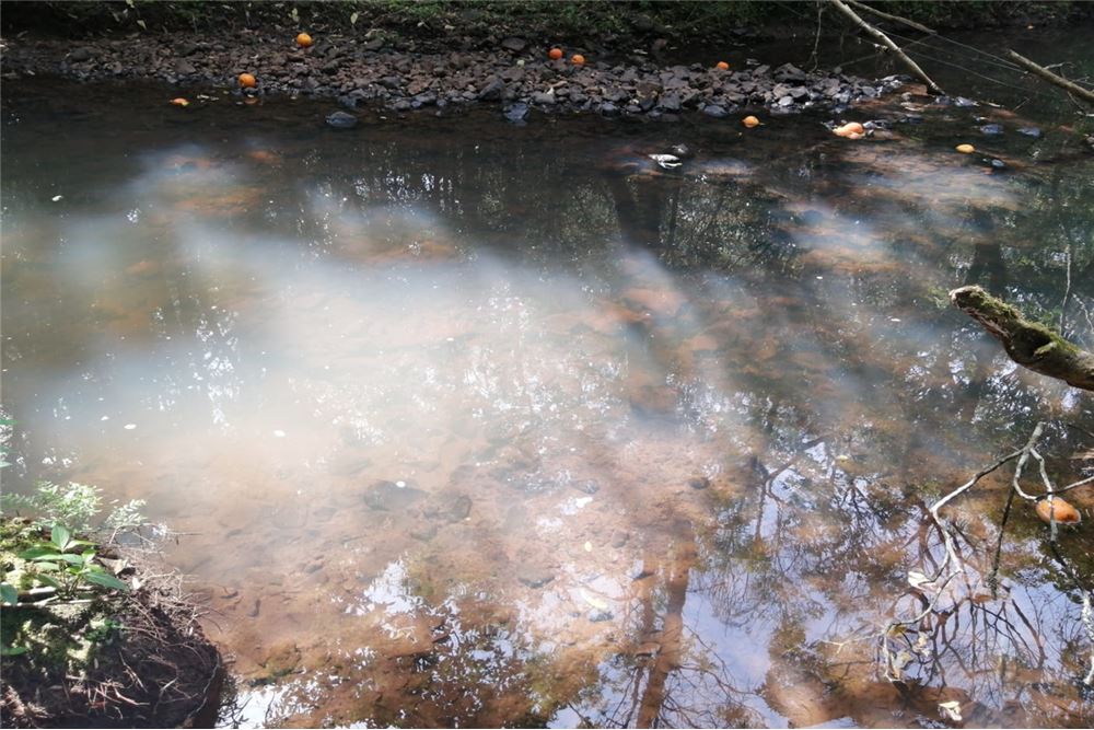 Terreno en venta en San Juan Del Paraná — foto 3