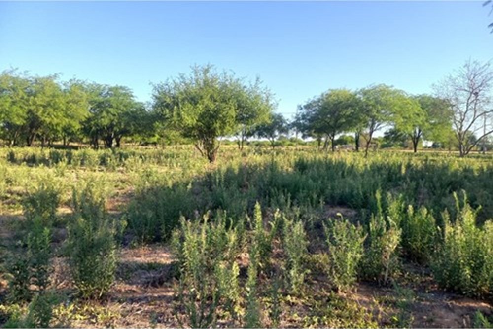 Terreno en venta en Loma Plata — foto 2