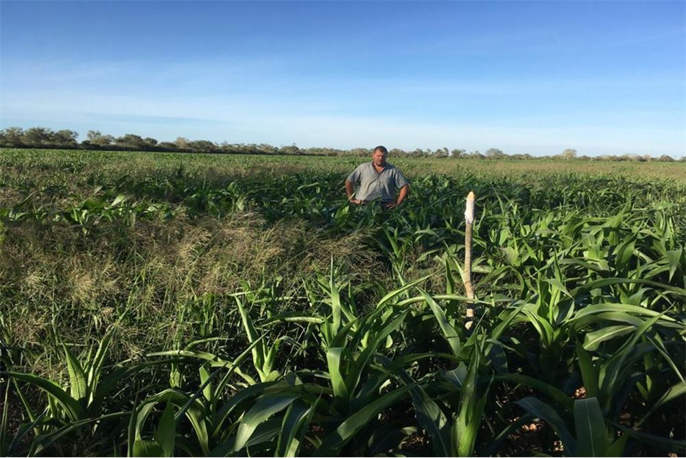 Campo en venta en Filadelfia — foto 2