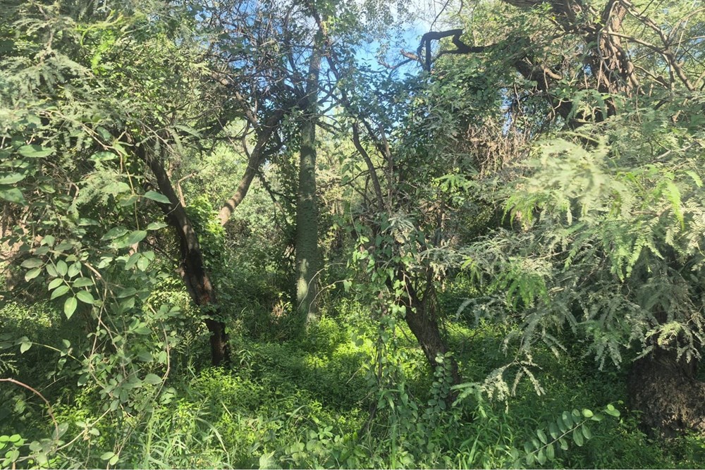 Terreno en venta en Filadelfia — foto 3