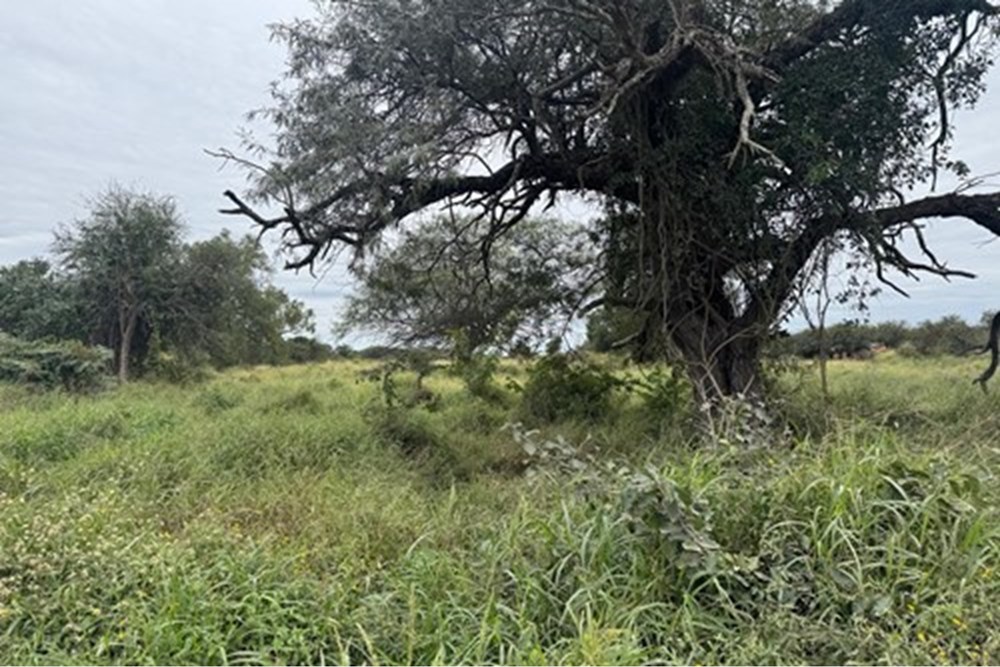 Terreno en venta en Loma Plata — foto 3