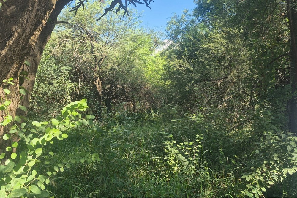 Terreno en venta en Filadelfia — foto 2