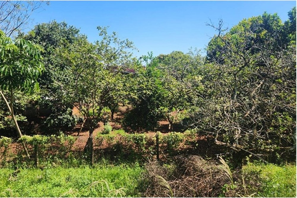 Terreno en venta en Hohenau — foto 3
