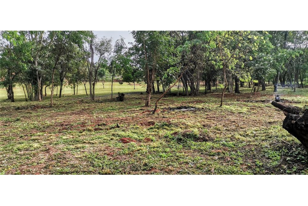 🌳FLORESTA BARRIO CERRADO 🌳 — foto 3