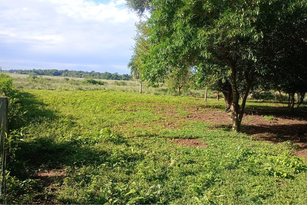 Se vende campo 77 hectáreas | 25 de Diciembre, San Pedro — foto 2