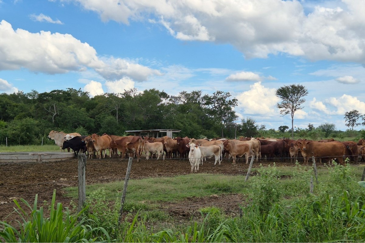 Campo en venta en Bahia Negra — foto 3