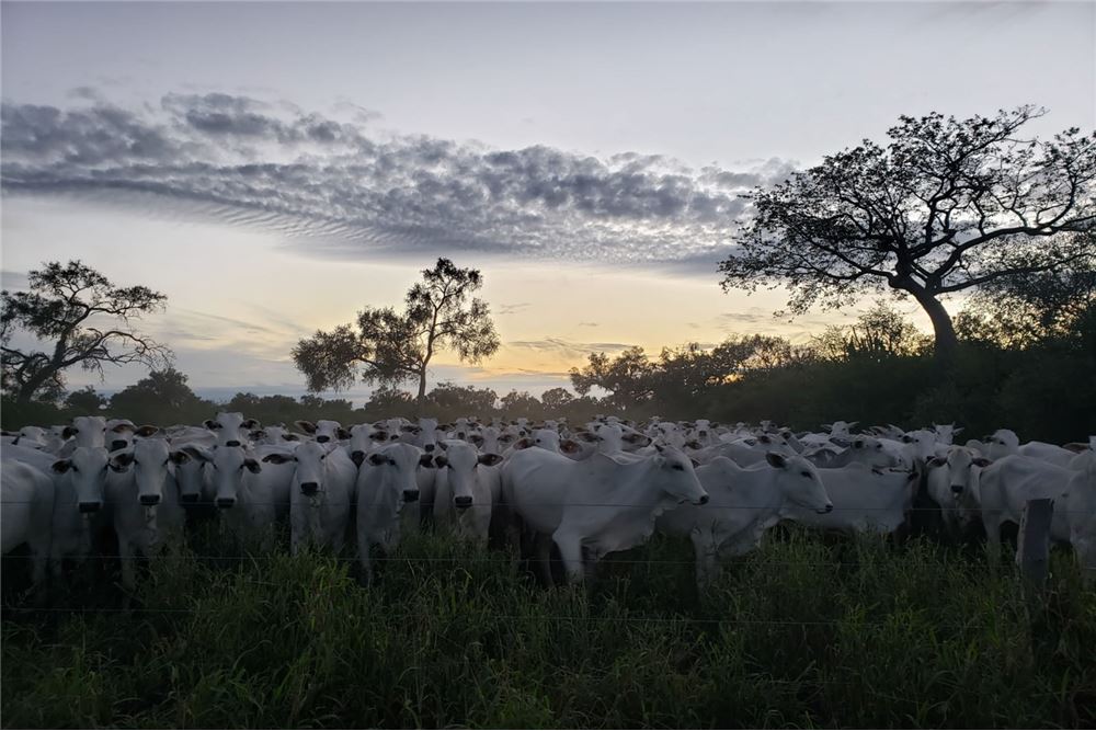 Campo en venta en Mariscal José Felix Estigarribia — foto 2