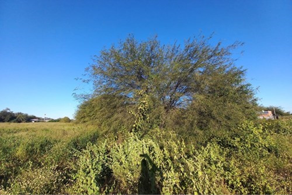 Terreno en venta en Loma Plata — foto 3