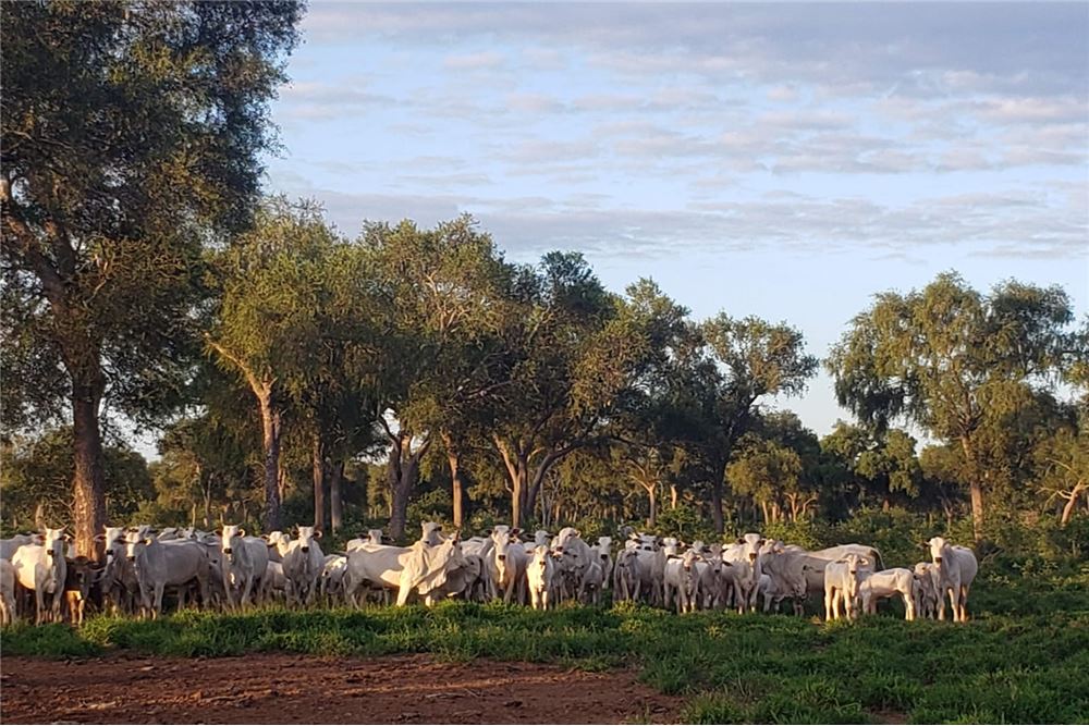 Campo en venta en Mariscal José Felix Estigarribia — foto 3