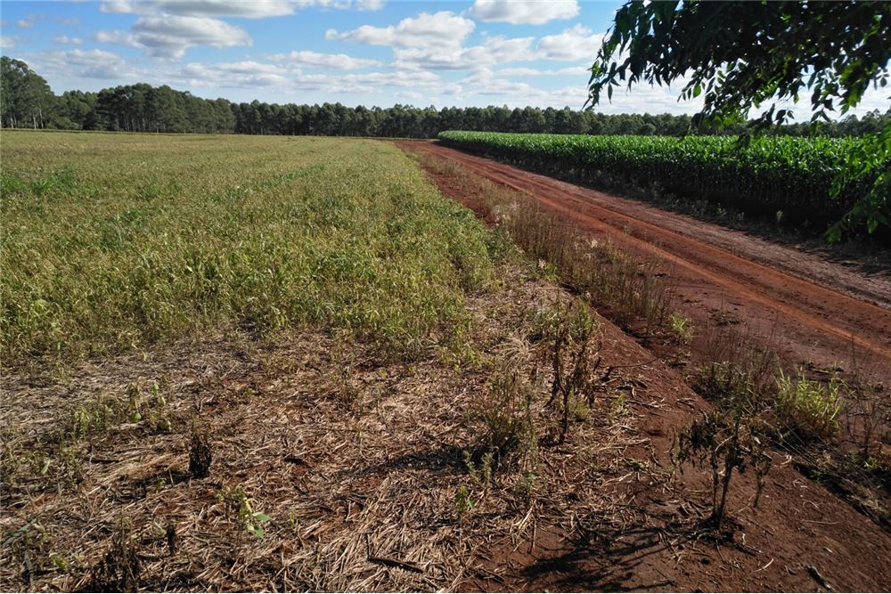 Productivo terreno de tierra colorada, con una reserva de bosque, que lo hace ideal para el cultivo y una residencia en  — foto 3