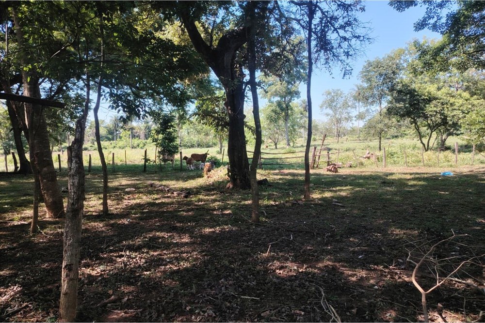 Terreno en venta en Nueva Germania — foto 2