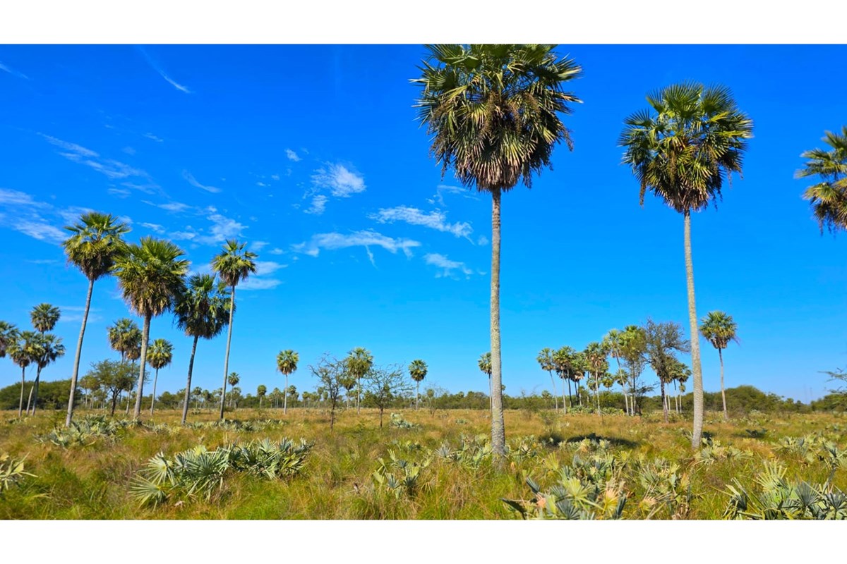 Campo en venta en Campo Aceval — foto 3
