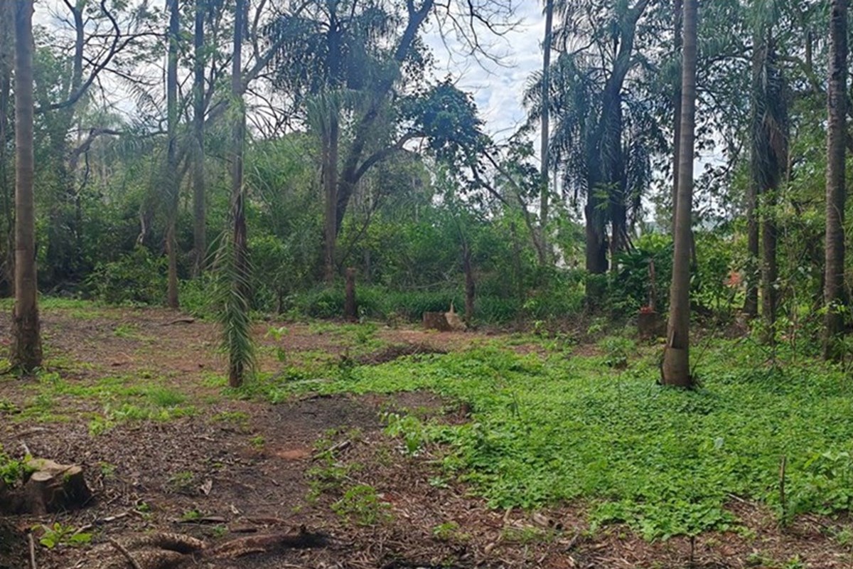 🌳🔥 ¡OPORTUNIDAD ÚNICA PARA INVERTIR EN TU FUTURO! 🔥🌳 — foto 2