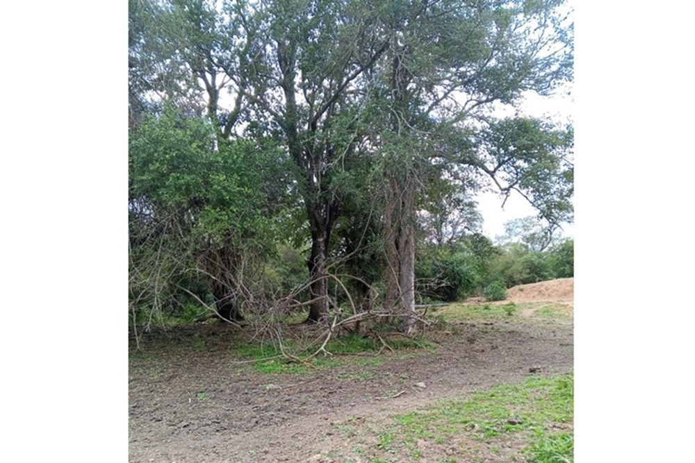 Campo en venta en Doctor Pedro P. Peña — foto 3