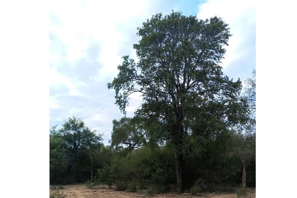 Campo en venta en Doctor Pedro P. Peña — foto 2