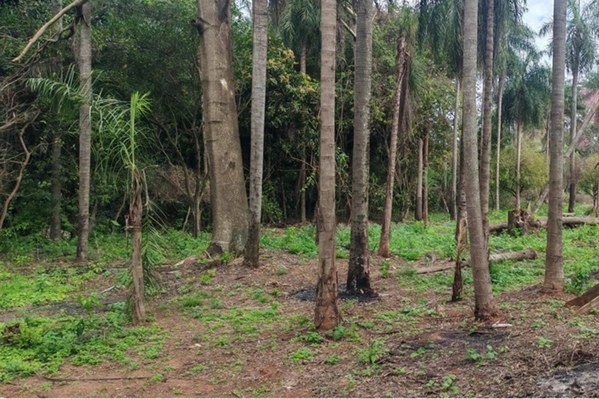 🌳🔥 ¡OPORTUNIDAD ÚNICA PARA INVERTIR EN TU FUTURO! 🔥🌳 — foto 3