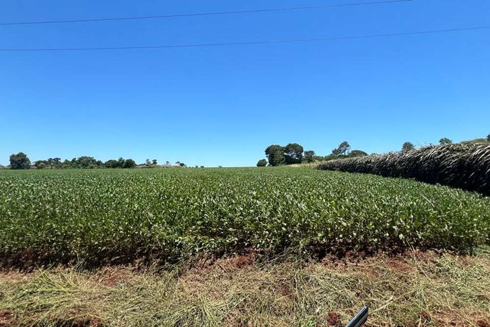 Terreno completamente mecanizado para plantación, ubicado estratégicamente, ha sido cuidadosamente preparado para ofrece — foto 2