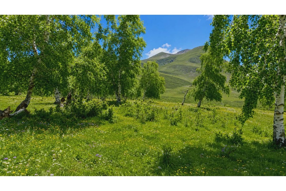 22250мкв газар зарна