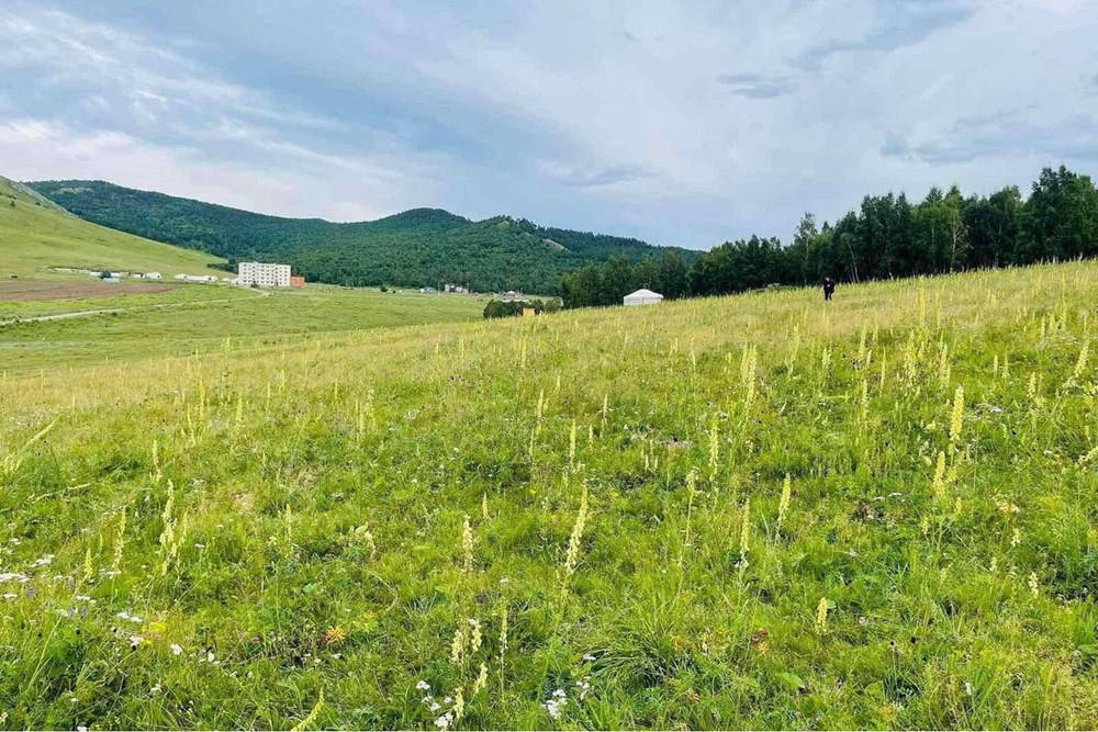 700мкв газар зарна