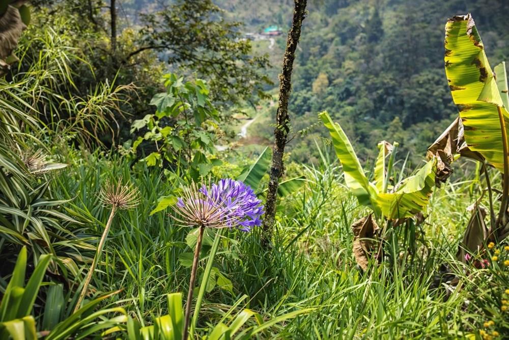 Vereda Juntas Ibagué