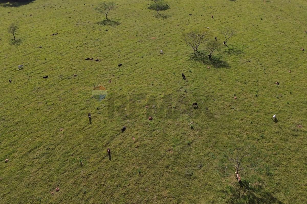 Fazenda, 199 hectares - Foto 9