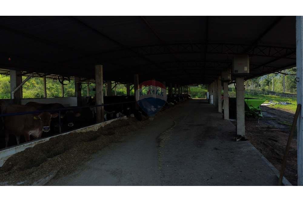 Fazenda, 217 hectares - Foto 14