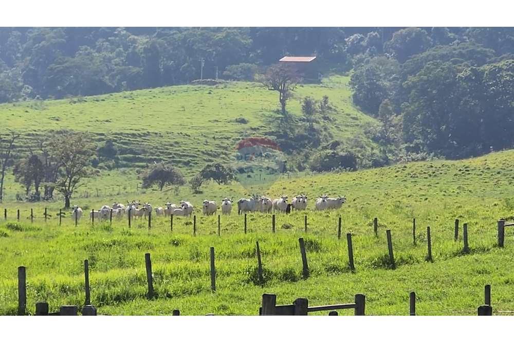 Fazenda, 217 hectares - Foto 45