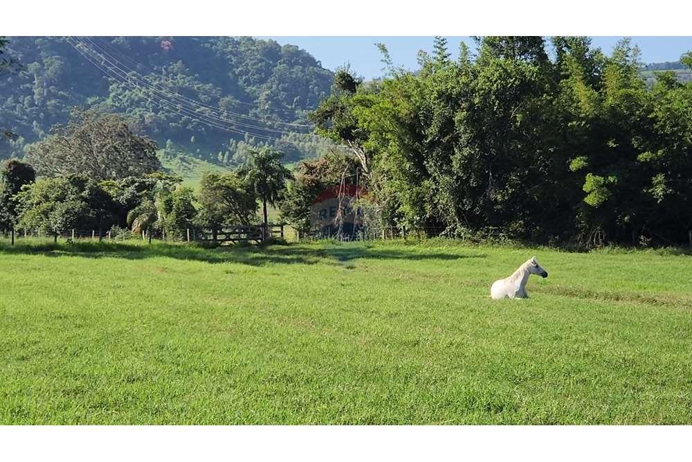 Fazenda, 217 hectares - Foto 65