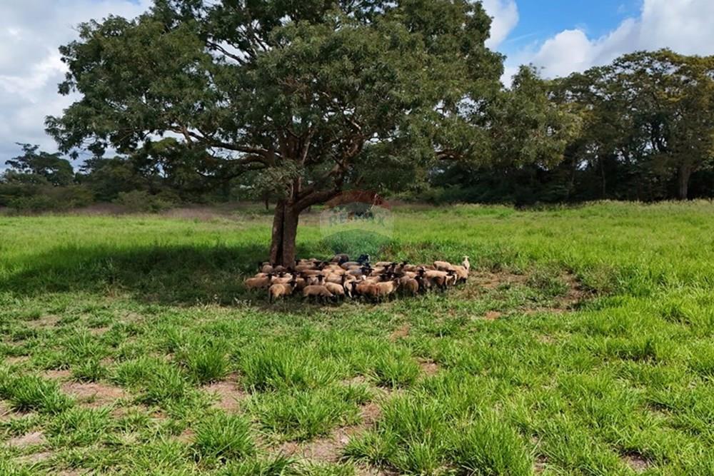 Fazenda, 27 hectares - Foto 11