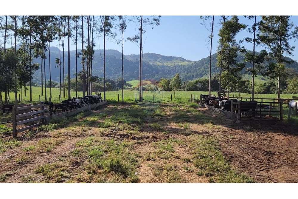 Fazenda, 217 hectares - Foto 76