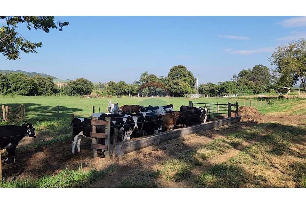 Fazenda, 217 hectares - Foto 77